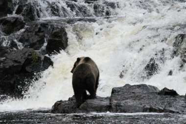 Alaska ayıları