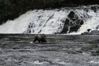 Alaska ayıları