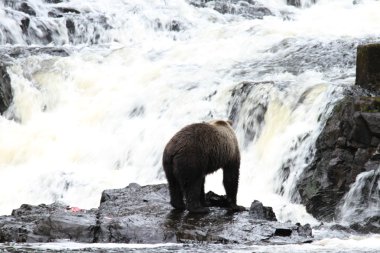 Alaska ayıları