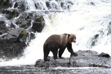 Alaska ayıları