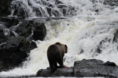 Alaska ayıları
