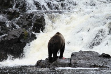 Alaska ayıları