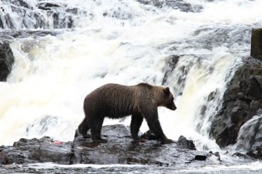 Alaska ayıları
