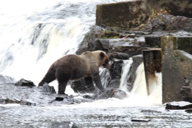 Alaska ayıları