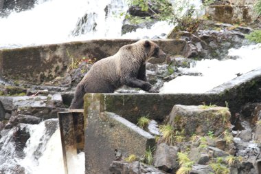 Alaska ayıları