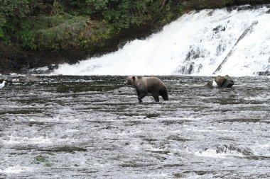 Alaska ayıları