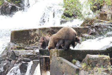 Alaska ayıları