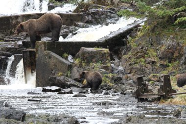 Alaska ayıları