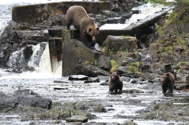 Alaska ayıları