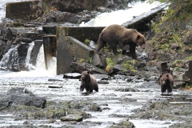 Alaska ayıları