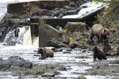 Alaska ayıları