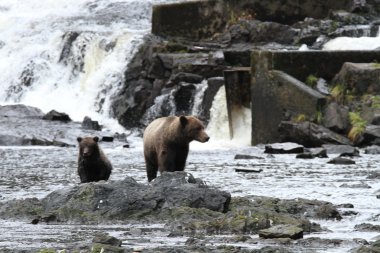 Alaska ayıları