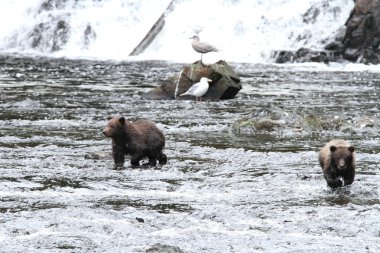 Alaska ayıları