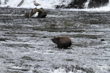 Alaska ayıları