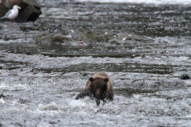 Alaska ayıları