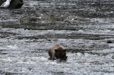 Alaska ayıları