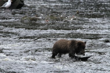Alaska ayıları