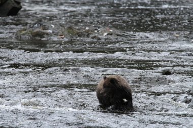 Alaska ayıları