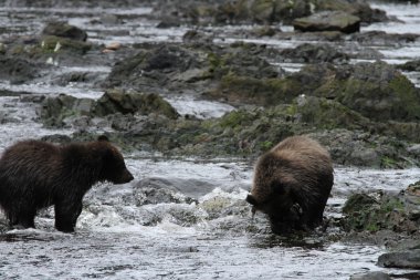 Alaska ayıları