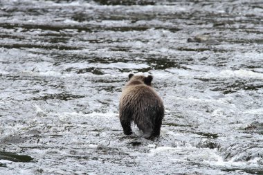 Alaska ayıları