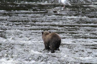 Alaska ayıları
