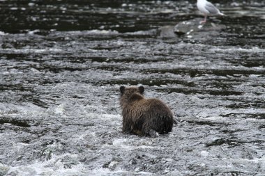 Alaska ayıları