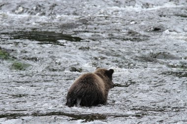 Alaska ayıları