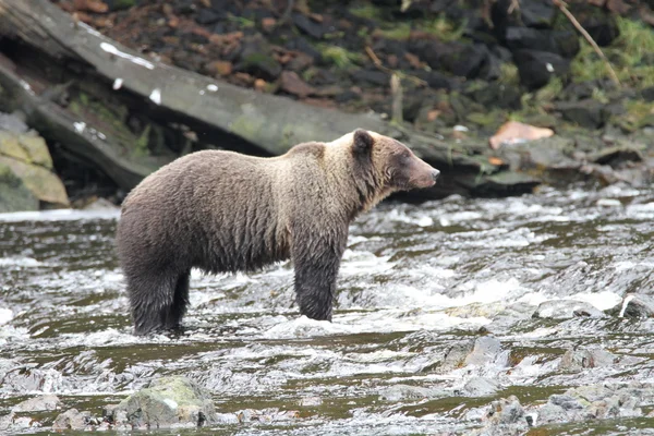 Osos en Alaska —  Fotos de Stock