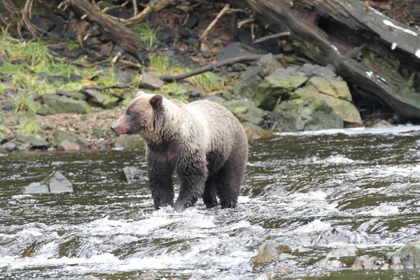 Beren in Alaska — Stockfoto