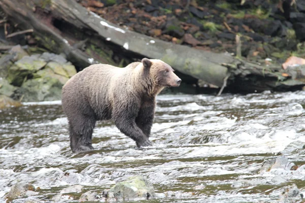 Medvědi na Aljašce — Stock fotografie