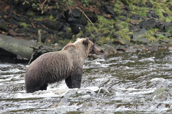 Bears in Alaska — Stock Photo, Image