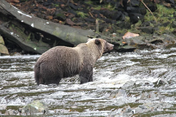 Bären in alaska — Stockfoto