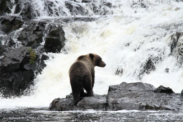 Beren in Alaska — Stockfoto