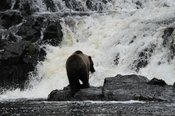 Orsi in alaska — Foto Stock