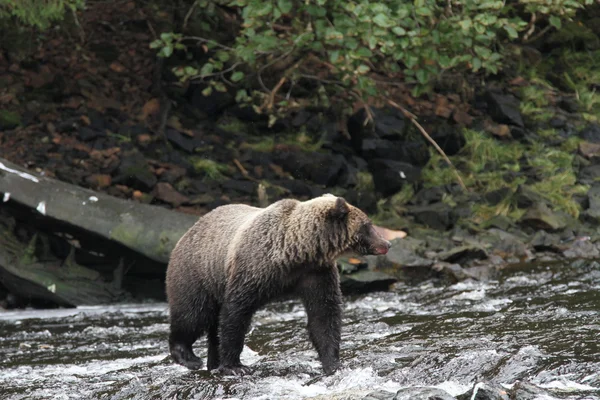 Bären in alaska — Stockfoto