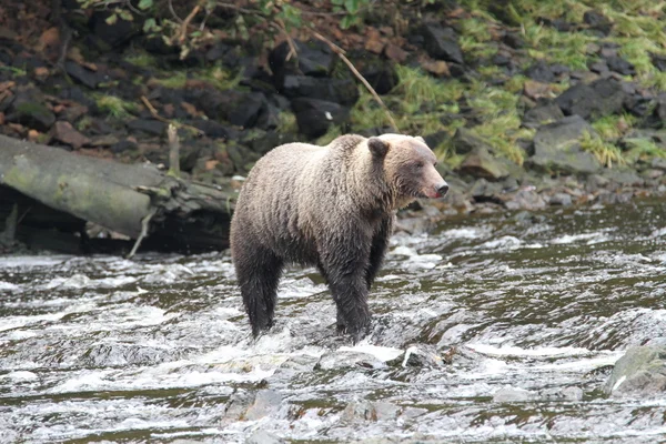 Orsi in alaska — Foto Stock