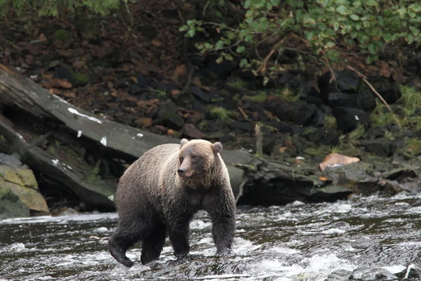 Osos en Alaska — Foto de Stock