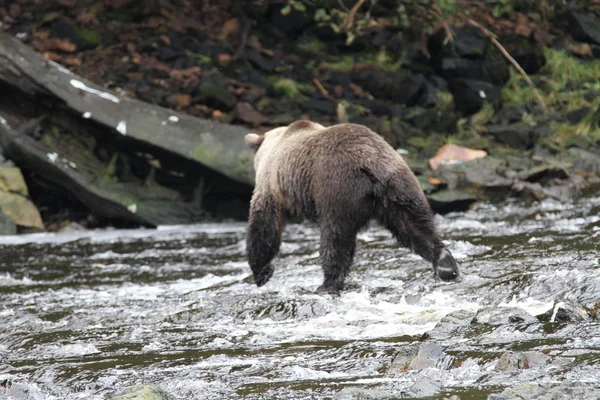 Beren in Alaska — Stockfoto