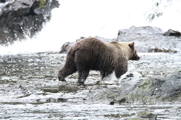 Ведмеді на Алясці — стокове фото