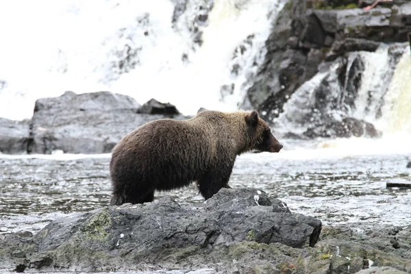 Beren in Alaska — Stockfoto