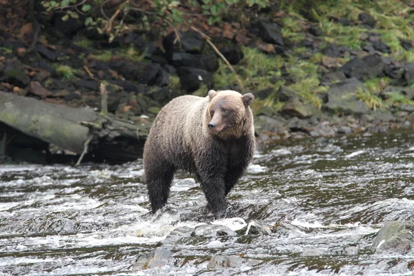 Bears in Alaska — Stock Photo, Image