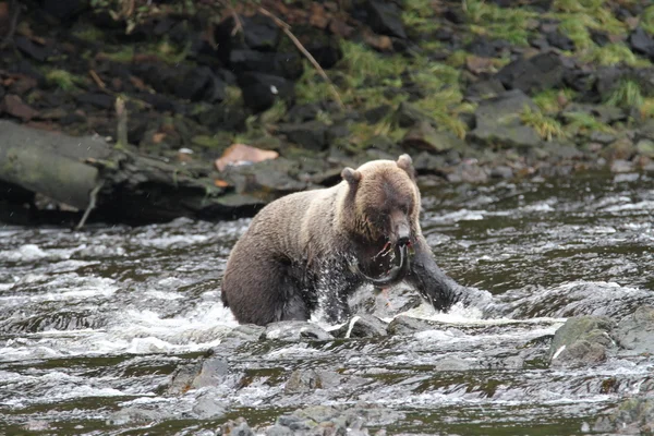 Osos en Alaska —  Fotos de Stock