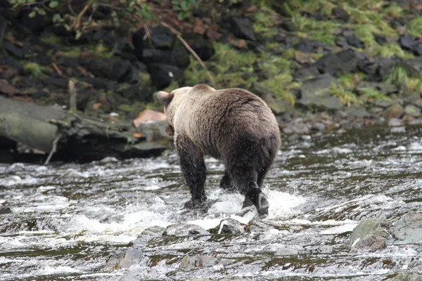 Osos en Alaska — Foto de Stock