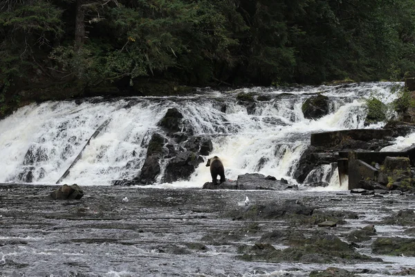 Bären in alaska — Stockfoto