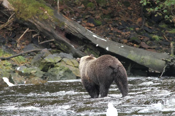 Osos en Alaska —  Fotos de Stock