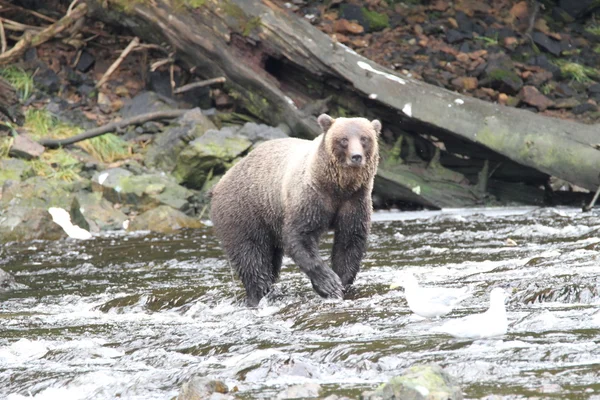 Orsi in alaska — Foto Stock