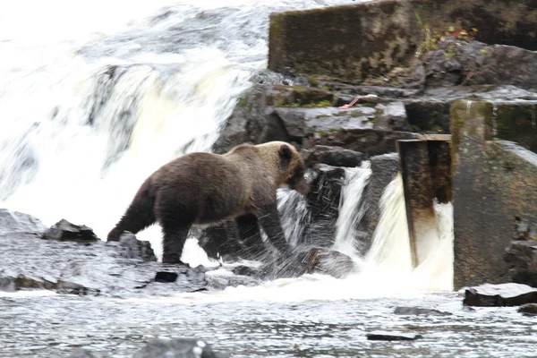 Orsi in alaska — Foto Stock