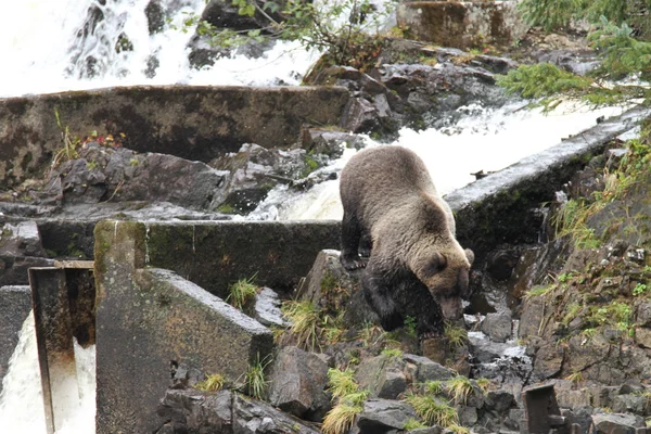 Beren in Alaska — Stockfoto