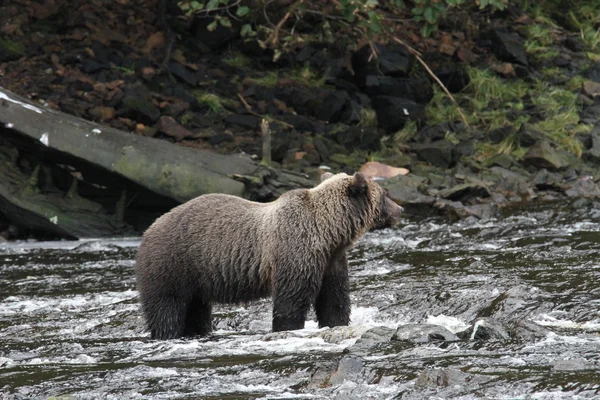 アラスカのクマ — ストック写真