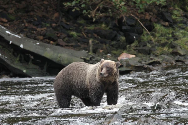 Ursos no Alasca — Fotografia de Stock
